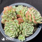 Echeveria Blue Eyes Clustering