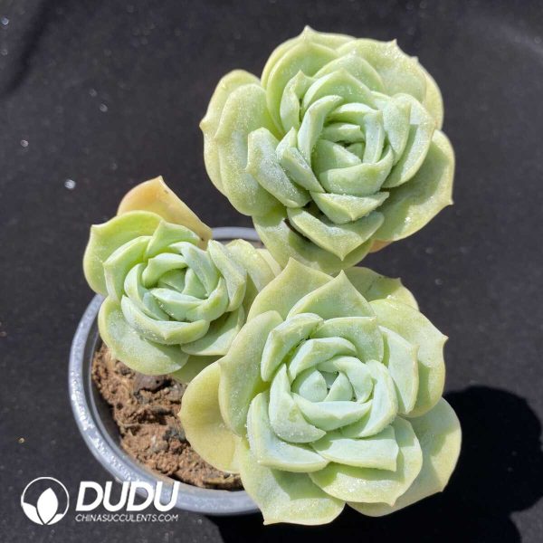 e201-281.jpg Echeveria Lovely Rose Clustering - Image 1