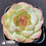 Echeveria Yun You
