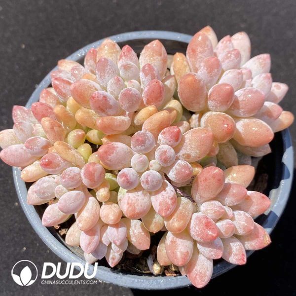 Pachyphytum Pink Finger Clustering - Image 1