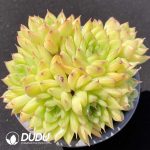 Echeveria Twinkle Clustering