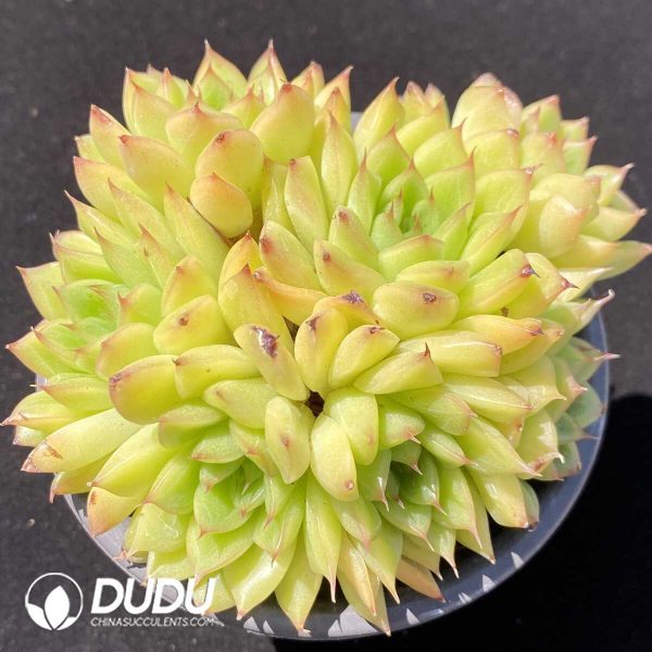 Echeveria Twinkle Clustering - Image 1