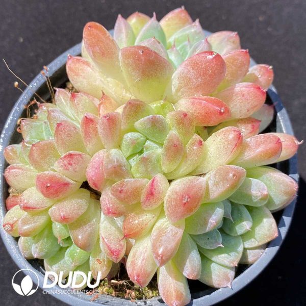 e201-287.jpg Echeveria Like A Dream Clustering - Image 1