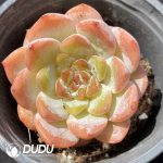Echeveria Apparition