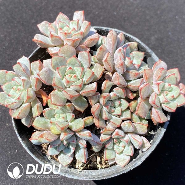 e201-289.jpg Echeveria sbucorymbosa lau 026 - Image 1