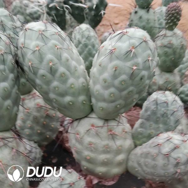 (Grafted)Dinosaur Egg Tephrocactus geometricus (large variety) - Image 1