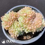 Echeveria Hani Cristate