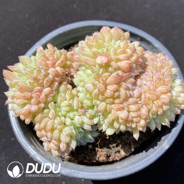 e201-293.jpg Echeveria Hani Cristate - Image 1