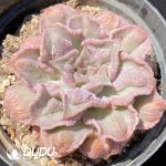 Echeveria Madiba With Tumors