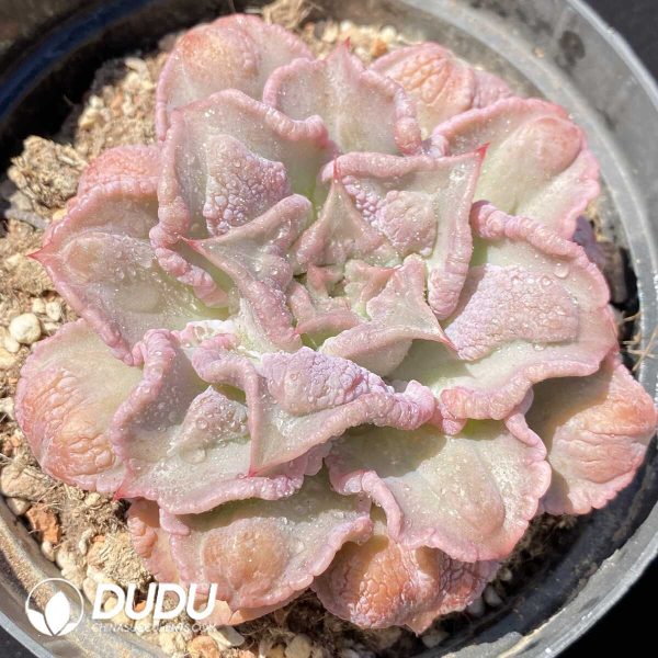 Echeveria Madiba With Tumors - Image 1