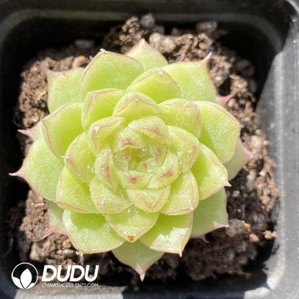 e201-295.jpg Echeveria Queen SP - Image 1