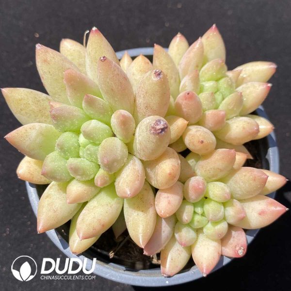 Pachyphytum Yanzi Clustering - Image 1