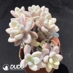 Graptopetalum Ellen variegated Clustering