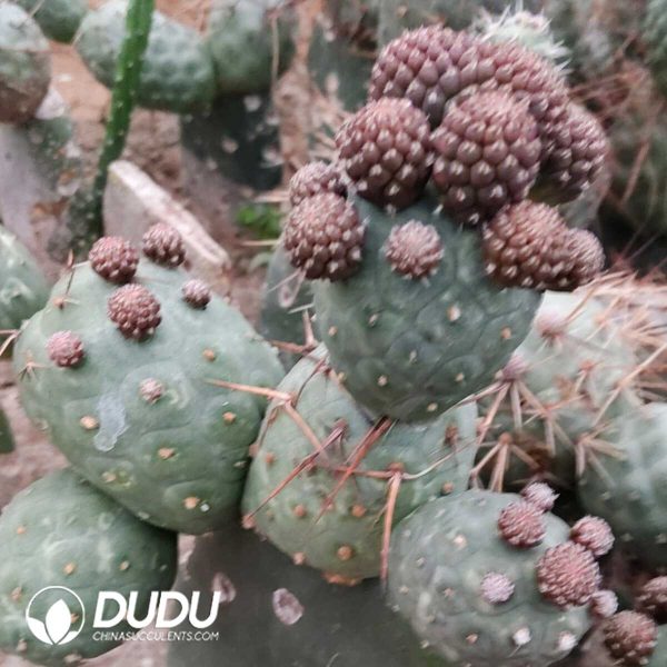 (Grafted)Tephrocactus geometricus speckle variegated - Image 1