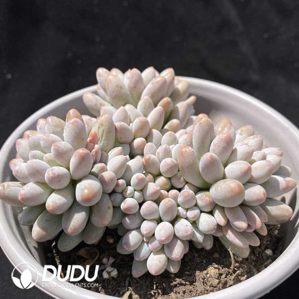 e201-300.jpg Pachyphytum Pink Baby Finger Clustering - Image 1