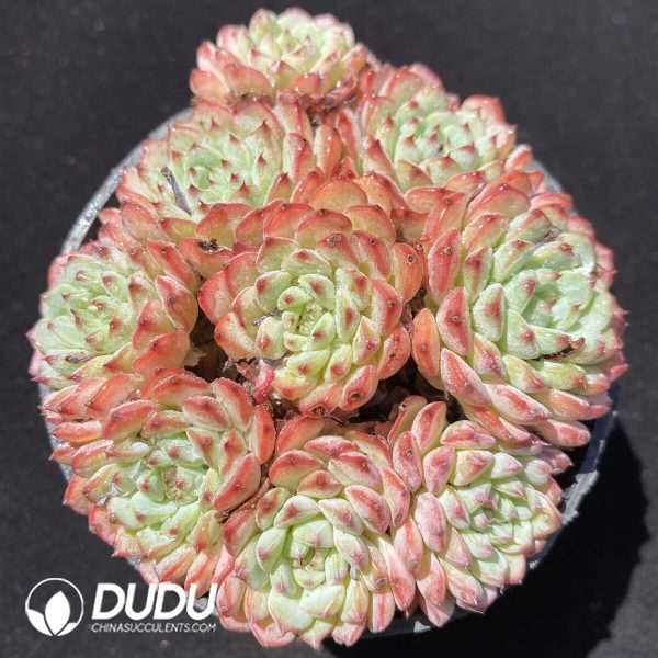 e201-302.jpg Echeveria Pink Minima Clustering - Image 1