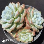 Echeveria Thick Dream Clustering