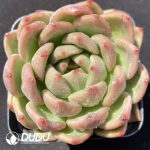 Echeveria Yellow Ebony