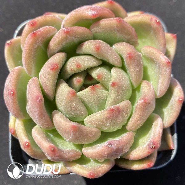 e201-304.jpg Echeveria Yellow Ebony - Image 1