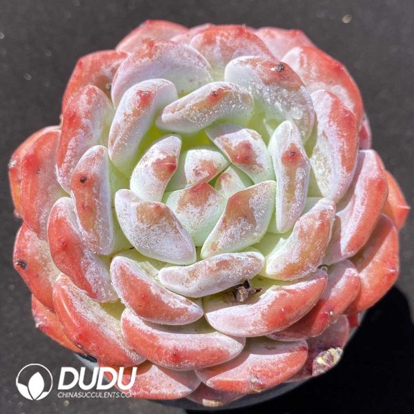 e201-309.jpg Echeveria Snow Angel - Image 1