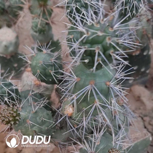 (Grafted)Tephrocactus geometricus clustering - Image 1