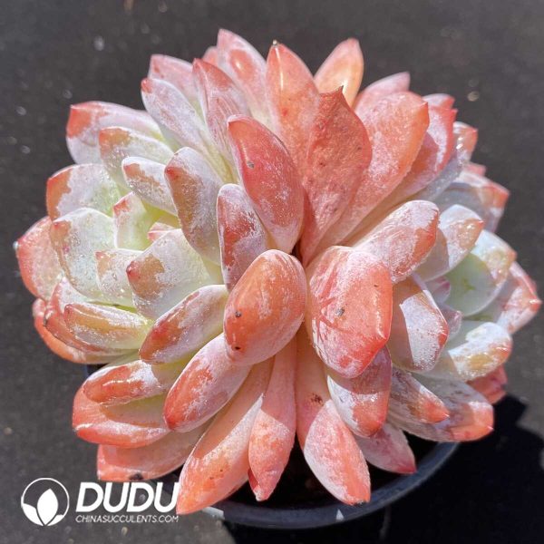 Echeveria Snow Angel Double Head - Image 1