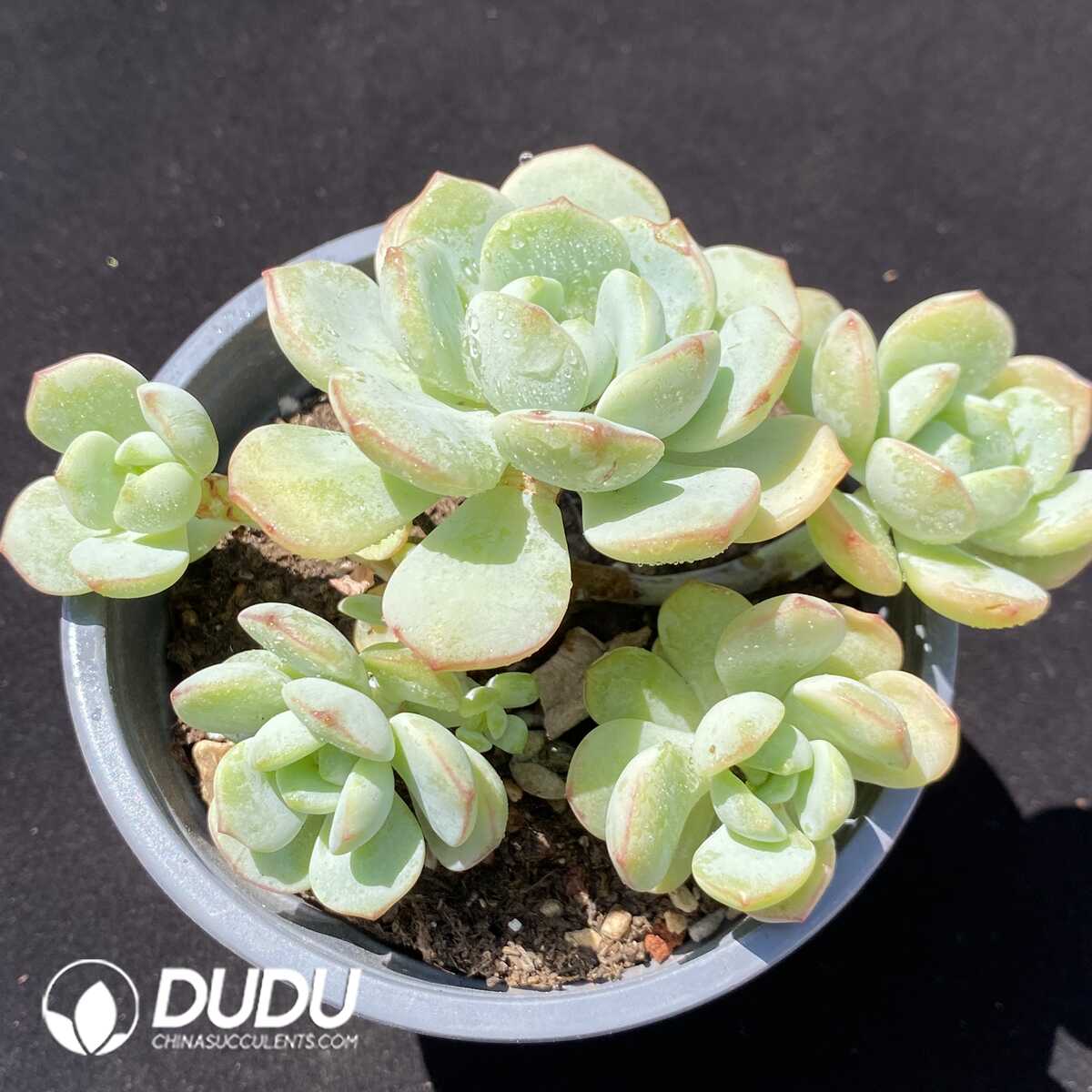 e201-311.jpg Echeveria Vanilla Clustering - Image 1