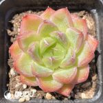 Echeveria 207 Jenny