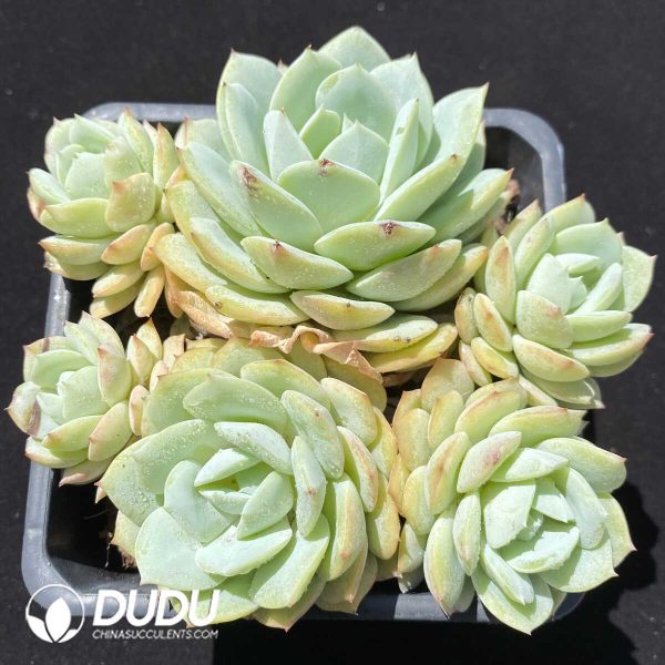 Echeveria Laulindsayana Clustering - Image 1