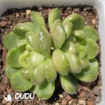 Echeveria Laila Jenny Double Heads