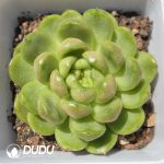 Echeveria Laila Jenny