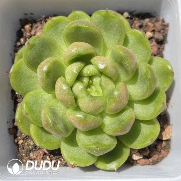 Echeveria Laila Jenny - Image 1