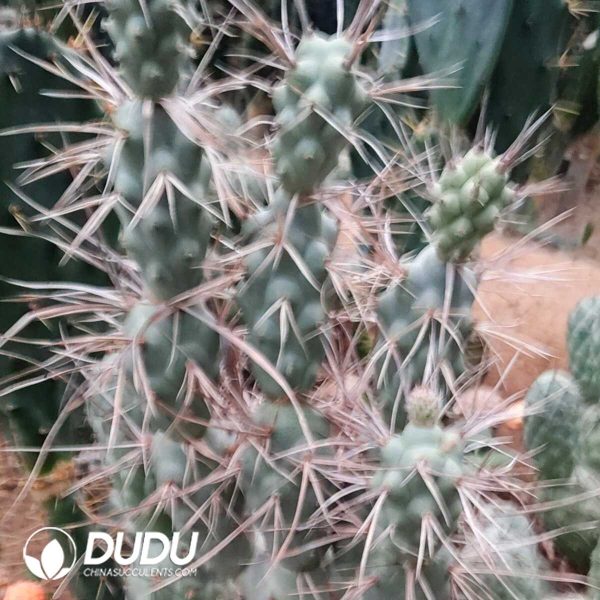 (Grafted)Aztekium Cavalry Clustering - Image 1