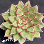 Echeveria Fire Pillar