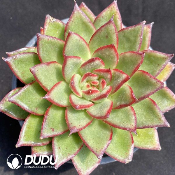 e201-329.jpg Echeveria Fire Pillar - Image 1