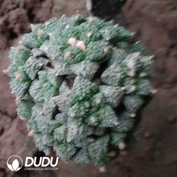 e201-33.jpg (Grafted)Ariocarpus retusus - Image 1