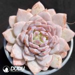 Echeveria Star Orange