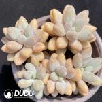 Pachyphytum Egg Finger Cluster