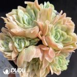 Echeveria Ice Chips Variegate Cluster