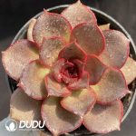 Echeveria Red Rose