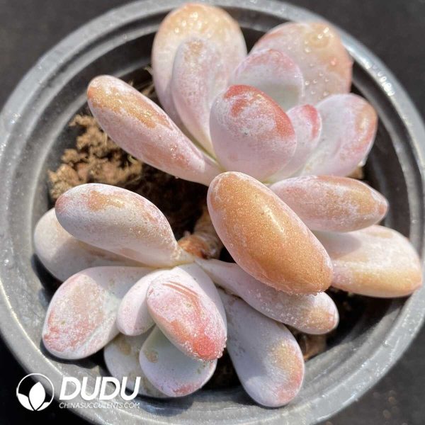 e201-337.jpg Graptoveria Pink Rabbit Double Heads - Image 1