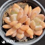 Echeveria Orange Clustering