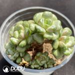 Graptopetalum Grape Clustering