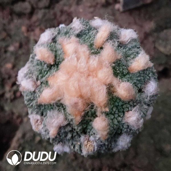 (Grafted)Ariocarpus fissuratus - Image 1