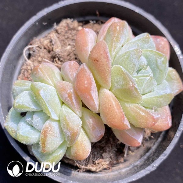 e201-341.jpg Echeveria Pink Ice Green Double Heads - Image 1
