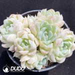 Echeveria Elegans Alba