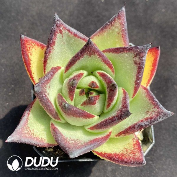 e201-344.jpg Echeveria The Dark Lord - Image 1