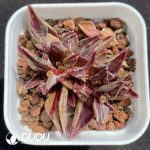 Lenophyllum Guttatum Variegated