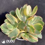 Crassula Argentea Tricolor Jade Variegated
