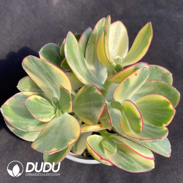 e201-348.jpg Crassula Argentea Tricolor Jade Variegated - Image 1
